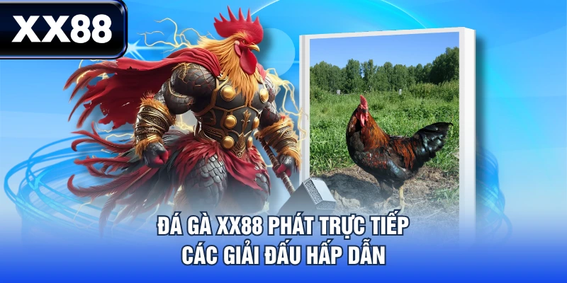 Đá gà XX88 phát trực tiếp các giải đấu hấp dẫn